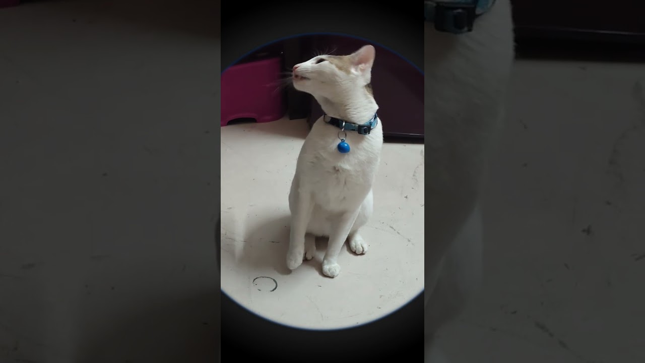 single kitten🐱🐱🐱 ocen#cat