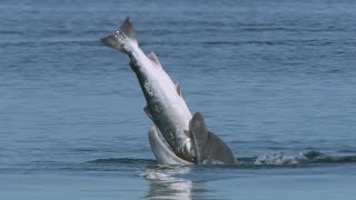 Why do dolphins vomit Atlantic salmon? | Highlands - Scotland's Wild Heart