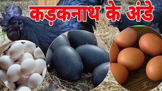 कडकनाथ मुर्गी के अंडे कोनसे कलर के होते है | Black Hen is the color of the egg