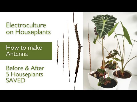 Electroculture for Houseplants; How to Make Atmospheric Antenna; 5 Plants SAVED BEFORE and AFTER