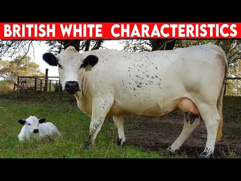 , title : '⭕ Cattle Breeds British White Characteristics ✅  British White  Cattle  // Bulls'