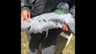 Download lagu World Big Pigeon | Giant Runt Pigeon | viewers please subscribe my channel for more videos mp3