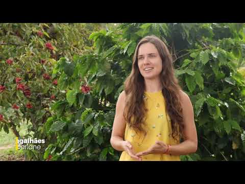 O Nordeste que surpreende: o novo café do Rio Grande do Norte 