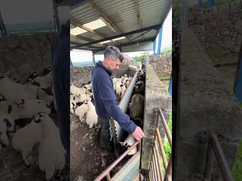 This Little Lamb Tried to Escape but Got Caught 🐑😂