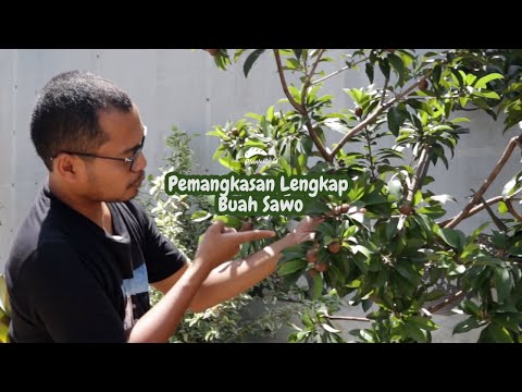 INI RAHASIANYA BUAT SAWO BERBUAH LEBAT