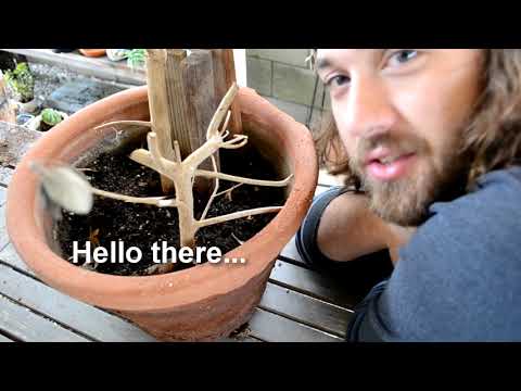 ► How to make bonsai for beginners - HD 2019 - #8 (Bonsai)