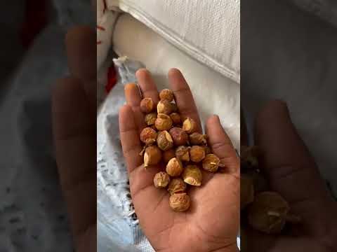 Reetha - Soapnut - Sapindus Trifoliatus - Aritha