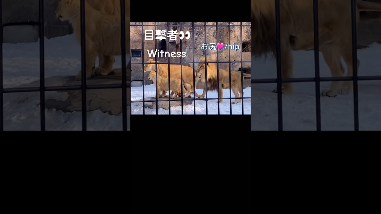 見てますよ〜🤣witness ＃ライオン #オリトイオイトフウレイ #ファミリー  #赤ちゃん  #lion #cute #animal  #cubs