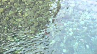 Trucha cebandose en el rio Cares 2010