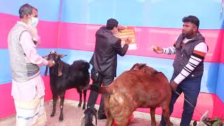 পশুর পুষ্টি উন্নয়নে প্রাণিসম্পদ অধিদপ্তরের অর্জন। পশু প্রদর্শনী - 2022 গাবতলী, বগুড়া।