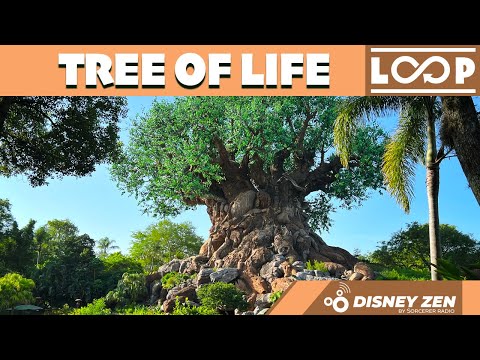 Relaxing View of the Tree of Life at Disney’s Animal Kingdom and  Music Loop in 4K