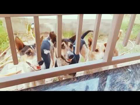 The cute street dog's 🐕