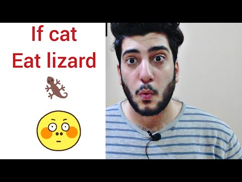 What to do If your cat eat lizard | persian cat eat lizard| symptoms and precautions | CHUBBY MEOWS