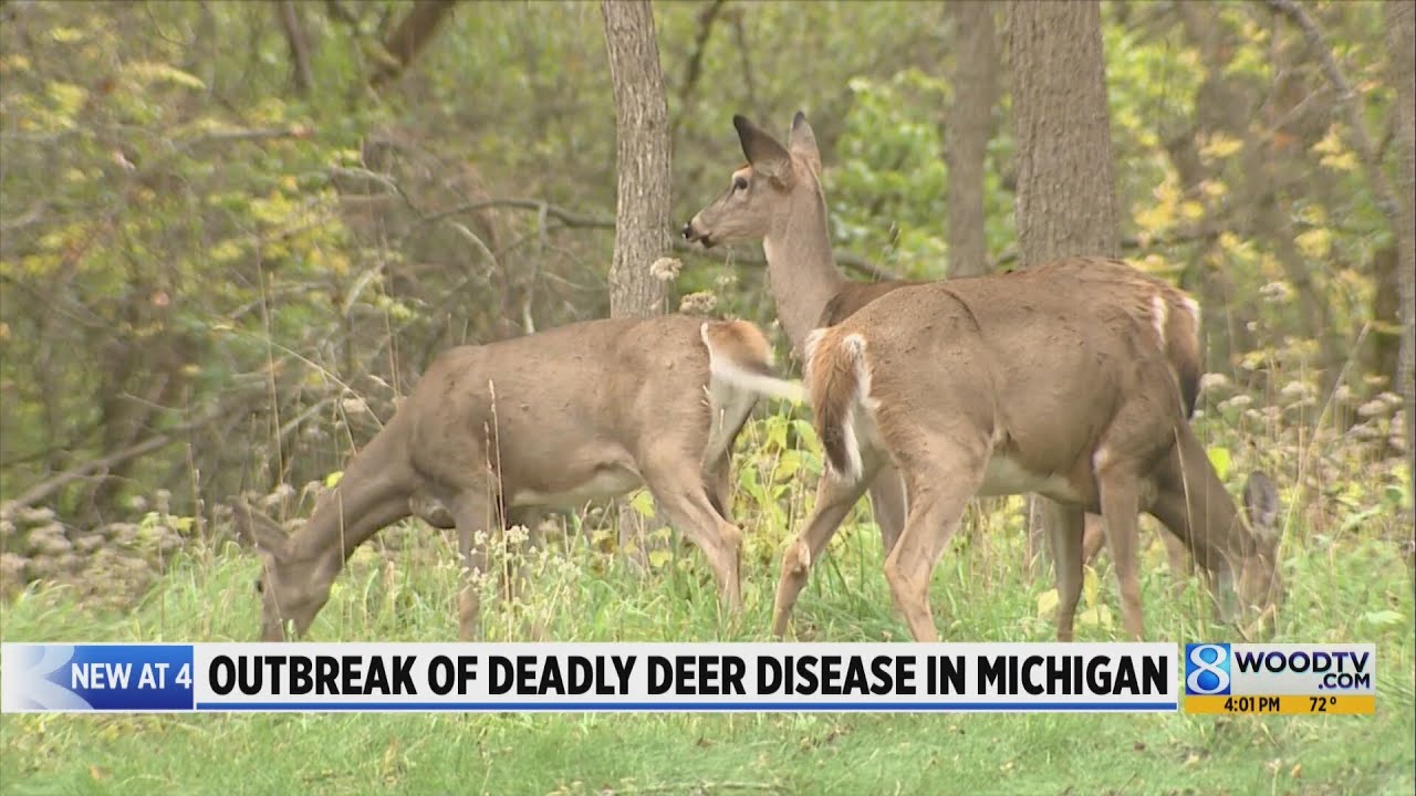 Outbreak of deadly deer disease in Michigan