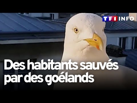 À Brest, une tour qui devait être démolie toujours debout grâce aux goélands