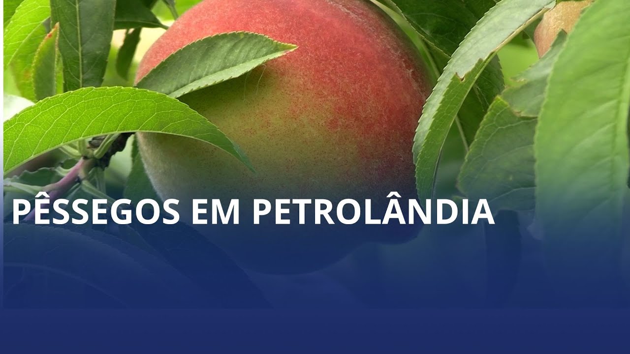 Família se destaca pelo cultivo de pêssegos e vai em busca de inovação para profissionalizar o negócio