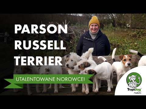 Parson Russell Terrier - a brave and clever miner