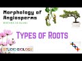 BOTANY XI 05 007 Morphology Of Angiosperms Roots Types