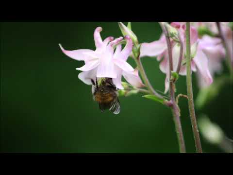 Heer wijs mij Uw weg  Opwekking 687