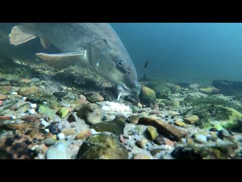 Barbel React To Feeders! (Cage & Method)