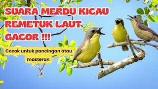 Download lagu Suara Burung Remetuk Laut Gacor || Cocok Untuk Pancingan Atau Masteran mp3 Download lagu Suara Burung Remetuk Laut Gacor || Cocok Untuk Pancingan Atau Masteran mp3