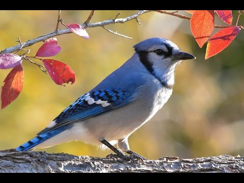 Blue Jay as a Totem: Personality Characteristics and Life-Path Challenges