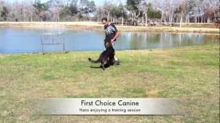preview picture of video 'Advanced Dog Obedience Training in Haverhill, MA'