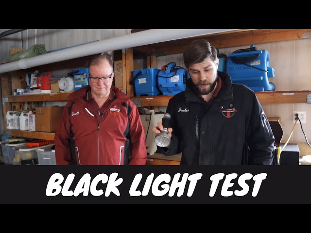 What kind of black light find cat urine?