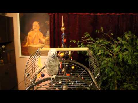 Papūga Čiūva sveikina su šventėm