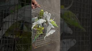 Download lagu Budgies parrot going to Dibrugarh😍😍😍 #assam #viralvideo #birds #budgies mp3