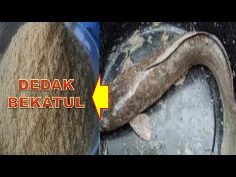 Diet remaja untuk menurunkan berat badan Menurunkan Berat Badan dengan tiroiditis