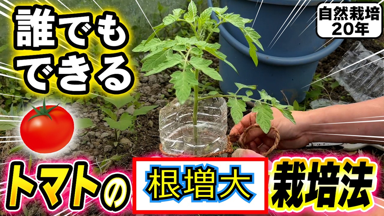 ペットボトルでトマトの根を増やす工夫