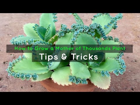 How to Grow a Mother of Thousands Plant: Tips & Tricks