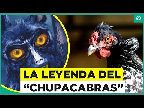 La leyenda del "Chupacabras": Aves aparecen muertas sin explicación