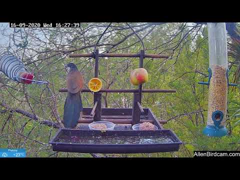 Thirsty Burchell's coucal