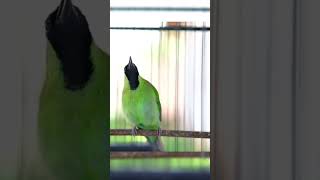 Download lagu CUCAK IJO GACOR ISIAN MEWAH - Pancingan Burung Cucak Ijo Muda & Macet Langsung EMOSI JAMTROK - 031 mp3