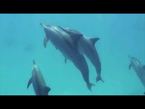 Red Sea Aggressor I Yacht