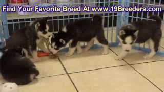 Siberian Husky, Puppies, Dogs, For Sale, In Hempstead Town, Borough, New York, NY, 19Breeders, Islip
