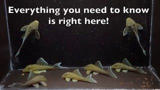 Pleco Profile - L128 (Blue Phantom)  - Everything You Need To Know!