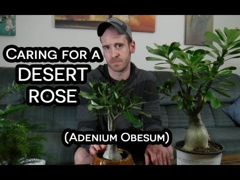 , title : 'Desert Rose (Adenium Obesum) Care & Information
