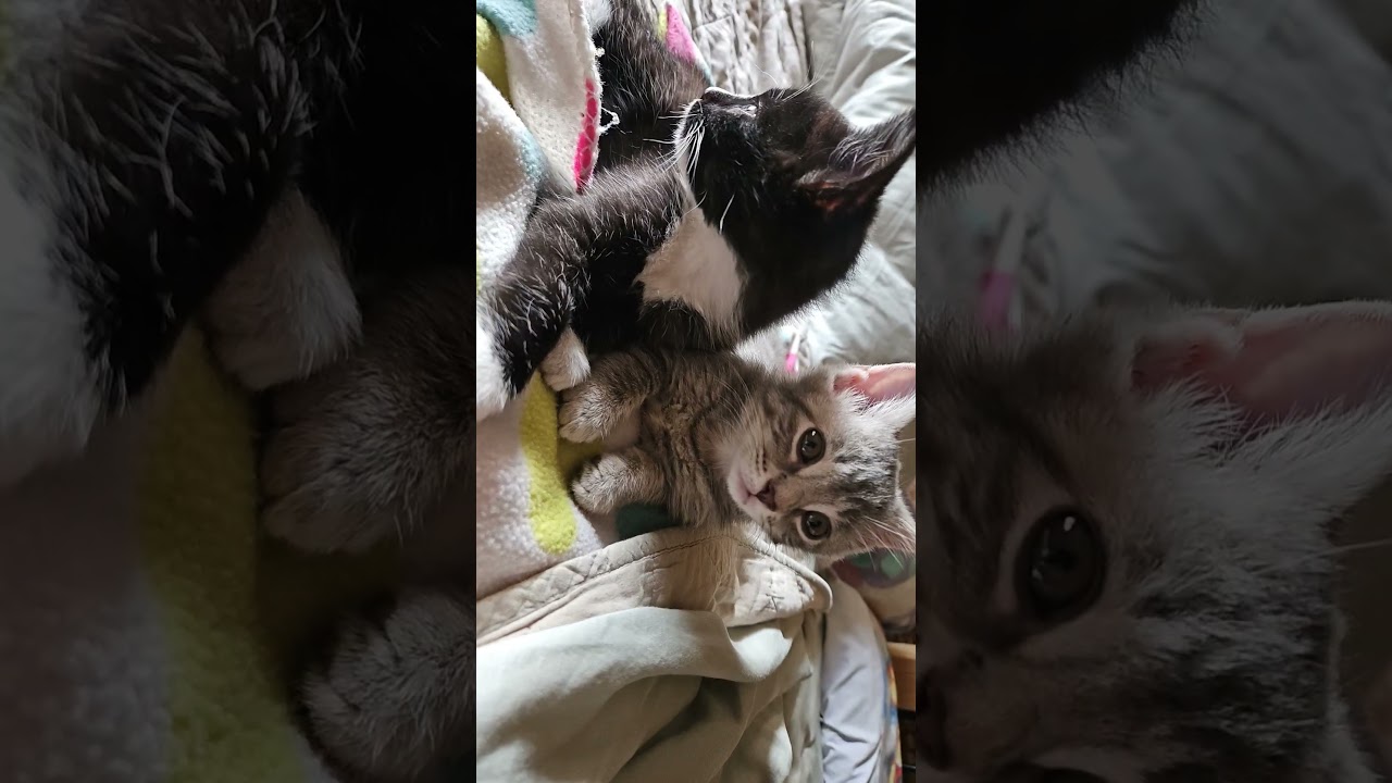 BISCUIT, a ADOPTABLE Tuxedo in Chattanooga, TN video 6/6