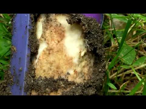 Termites Feeding on a Bait Stations in Waretown, NJ