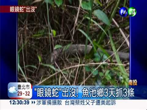 "眼鏡蛇"出沒! 魚池鄉3天抓3條