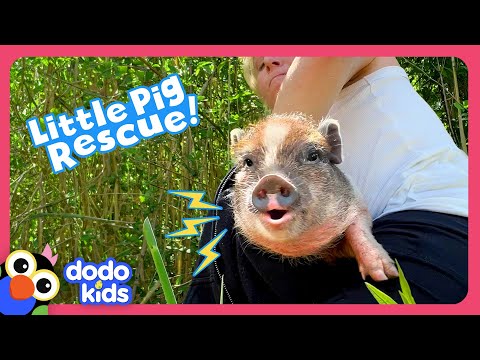 Why Is This Sweet Pig Hiding In The Woods? | Dodo Kids | Rescued!