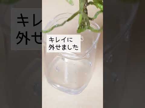 氷を使って蘭に水をやる方法は？根が腐らないようにするためのヒントをご覧ください。  庭園