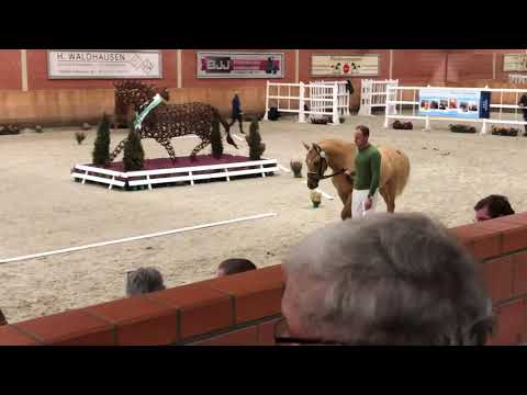 Deutsches Reitpony Hengst gekört 2018 Prämienhengst