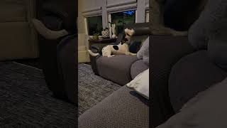 Video preview image #1 Chihuahua-Unknown Mix Puppy For Sale in Holly Springs, NC, USA