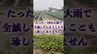 厳しい日本の農業 #農業 #JA #農協 #政治