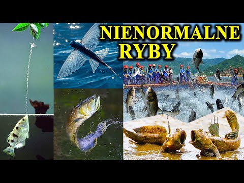 Te Co Skaczą, Chodzą i Fruwają - NIETYPOWE RYBY