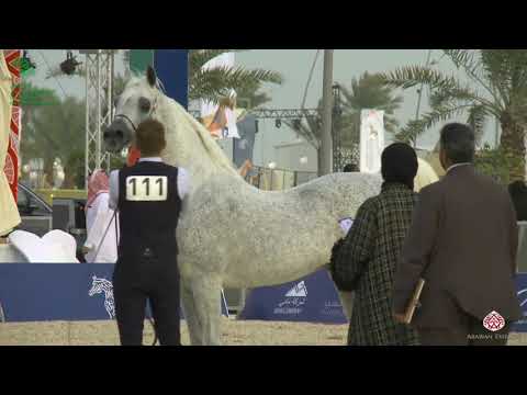 N 111 BATHIQ AL NAIF   Asharqia Gulf Straight Egyptian Arabian Cup 2020   Stallions 7+ Years Old Cla